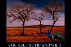 1_EXOTIC