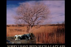 1_LAZYASS